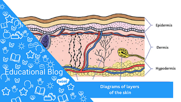 Diagram of layers of the skin blog