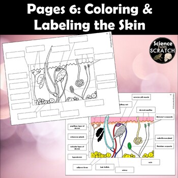 Integumentary system skin coloring and activity packet tpt