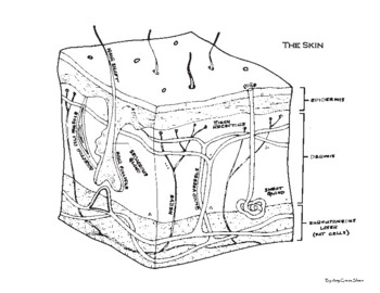 Skin anatomy coloring page by amy grace sloan tpt