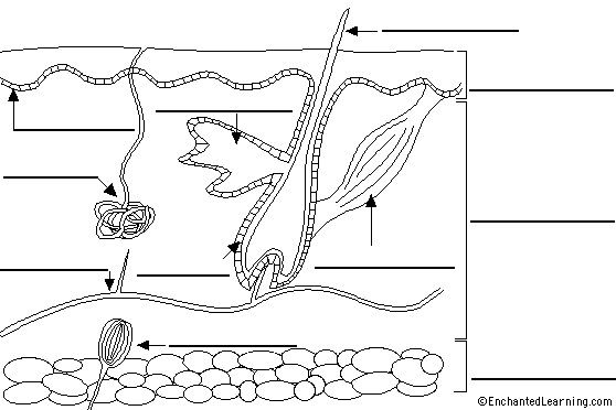 Skin diagram to label anatomy coloring book body systems worksheets anatomy