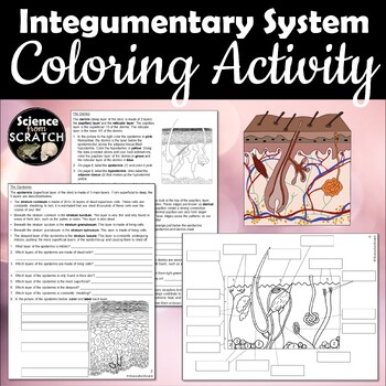 Integumentary system skin coloring and activity packet tpt