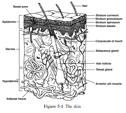 Integumentary system help education integumentary system worksheets free color worksheets