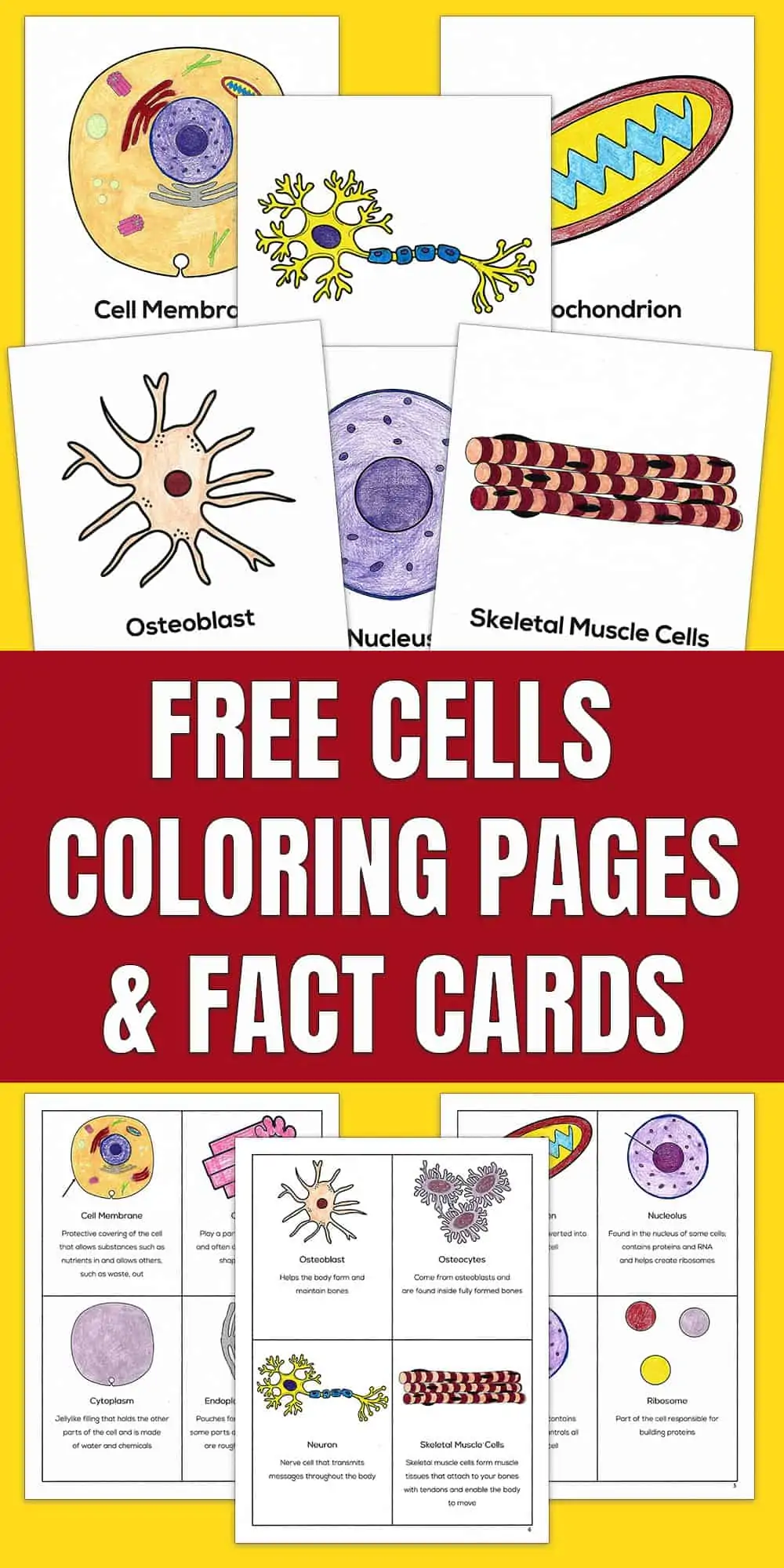 Free cells coloring worksheet and flash cards