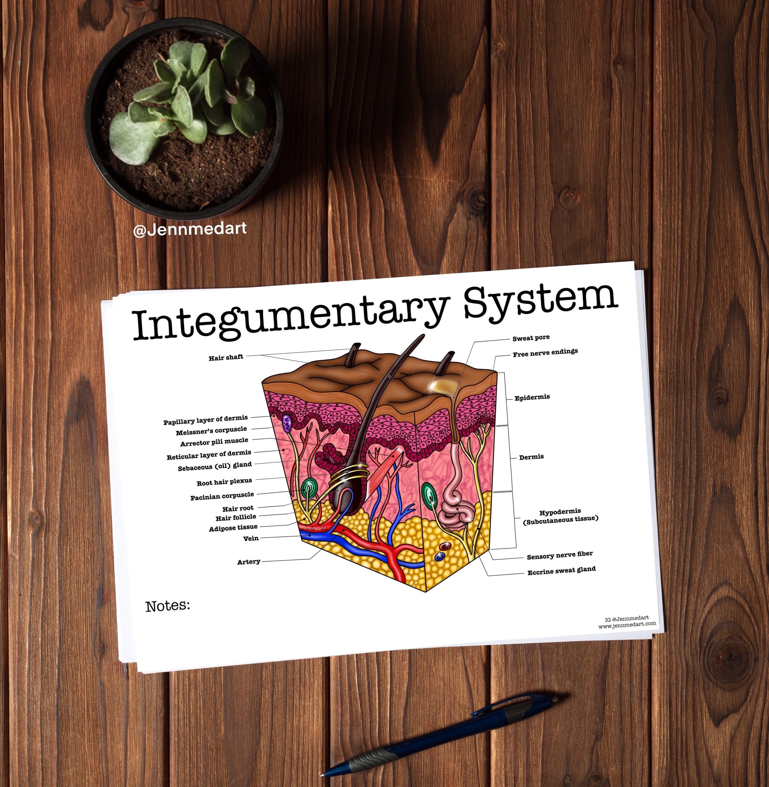 Integumentary anatomy coloring page