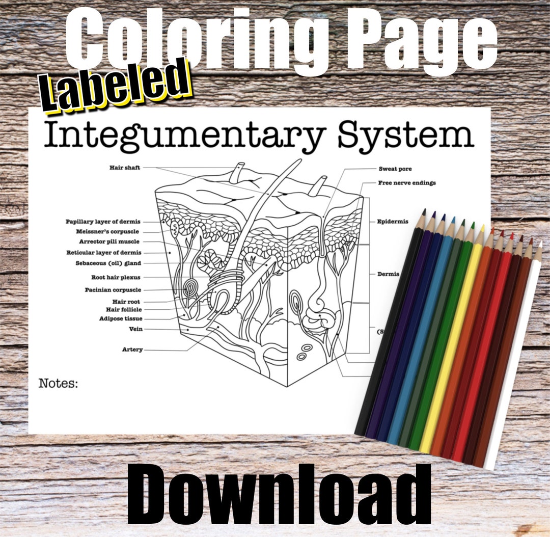 Integumentary anatomy coloring page labeled digital download skin anatomy diagram anatomy worksheet med student study guide anatomy art