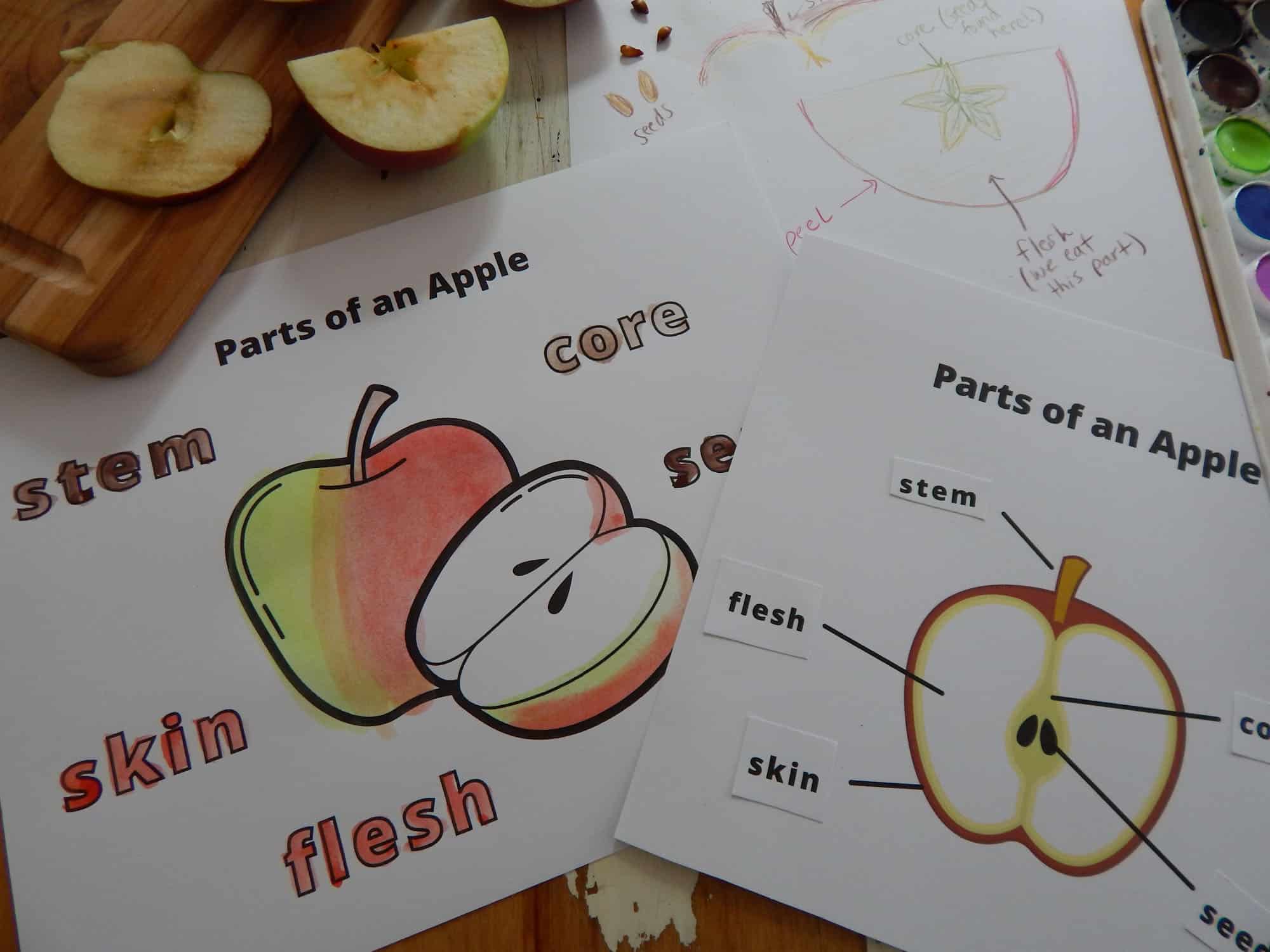 Parts of an apple with free printables