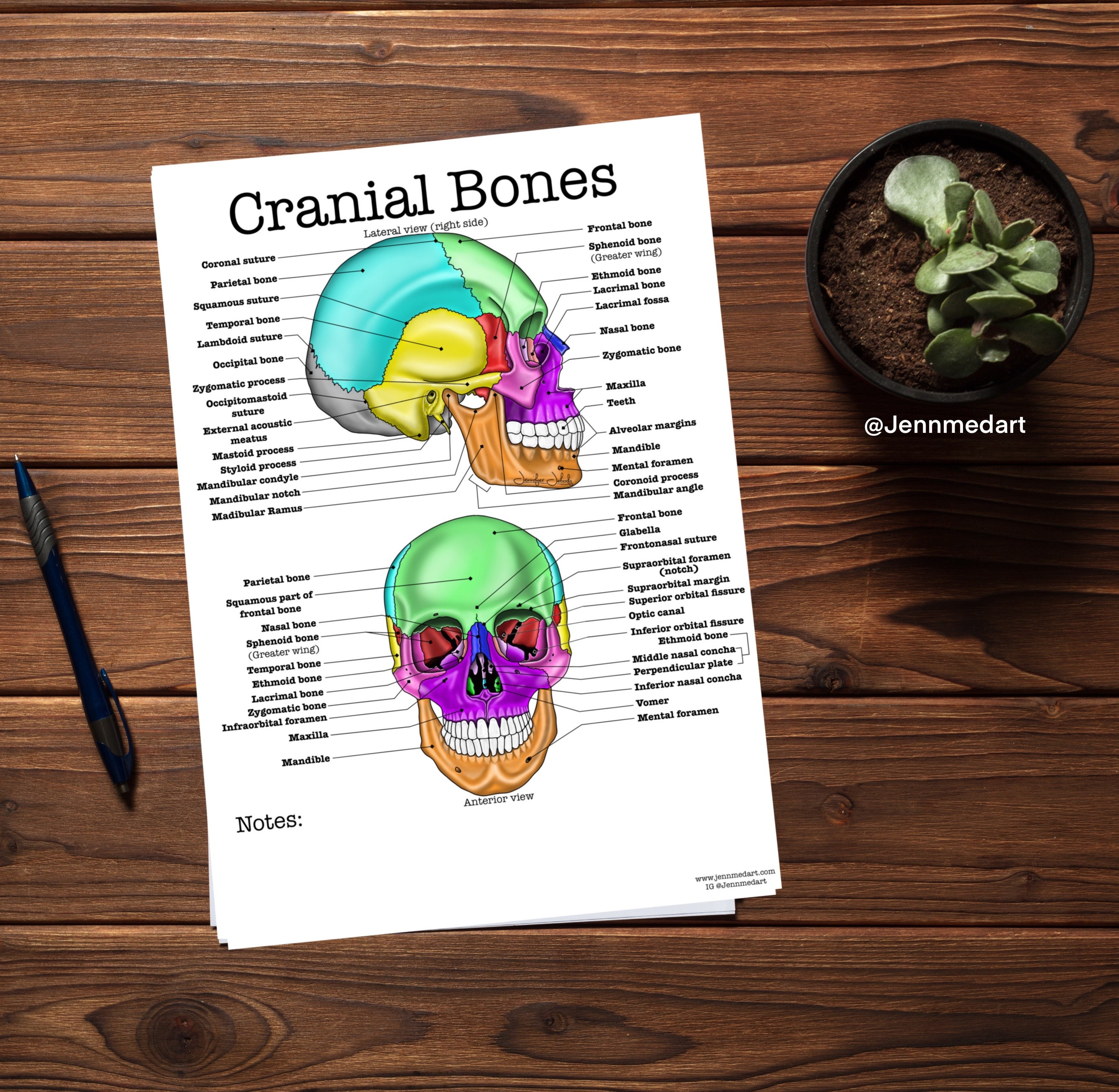 Cranial bones anatomy coloring page