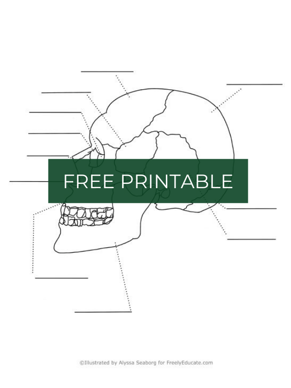 Free worksheet anatomy of the human skull skull coloring page