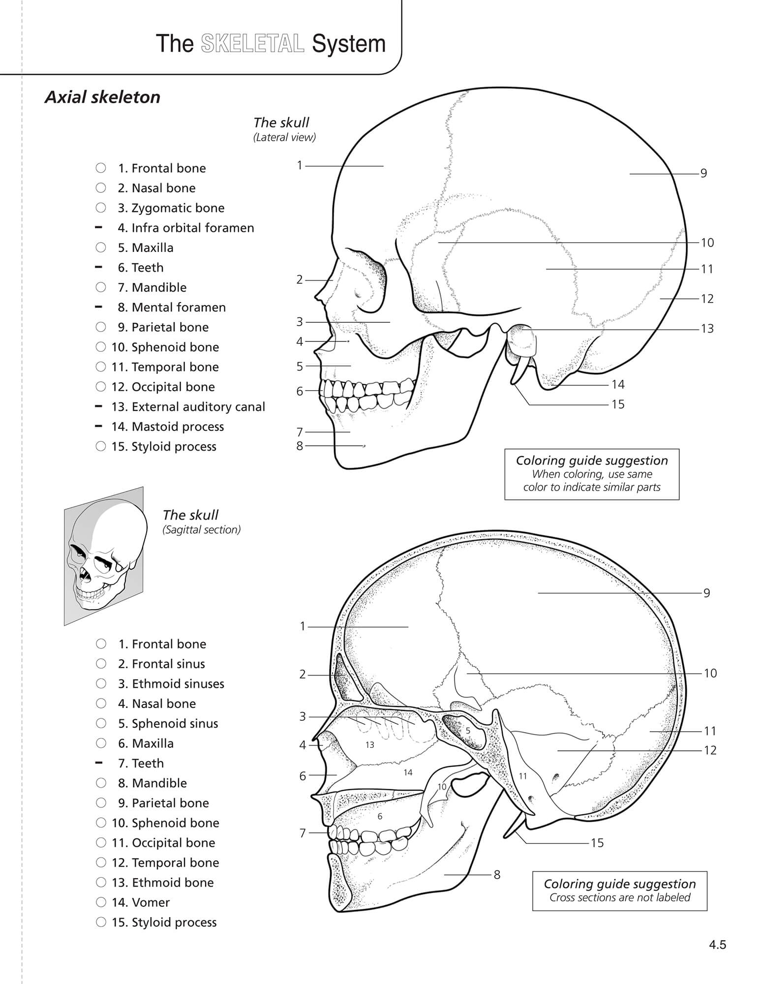 Anatomy physiology coloring book scientific publishing anatomy physiology coloring book anatomy physiology coloring book anatomy physiology coloring book