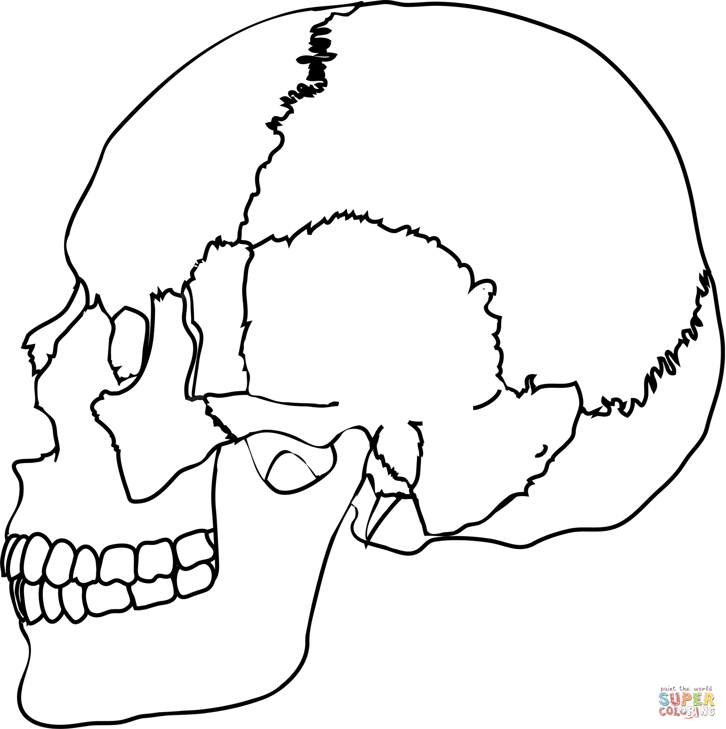 Side view of human skull coloring page free printable coloring pages