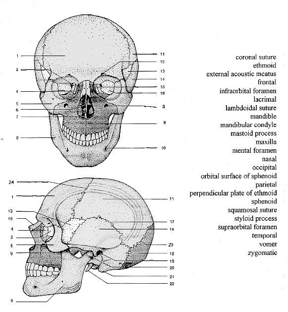 Printable coloring pages anatomy coloring book skull anatomy anatomy bones