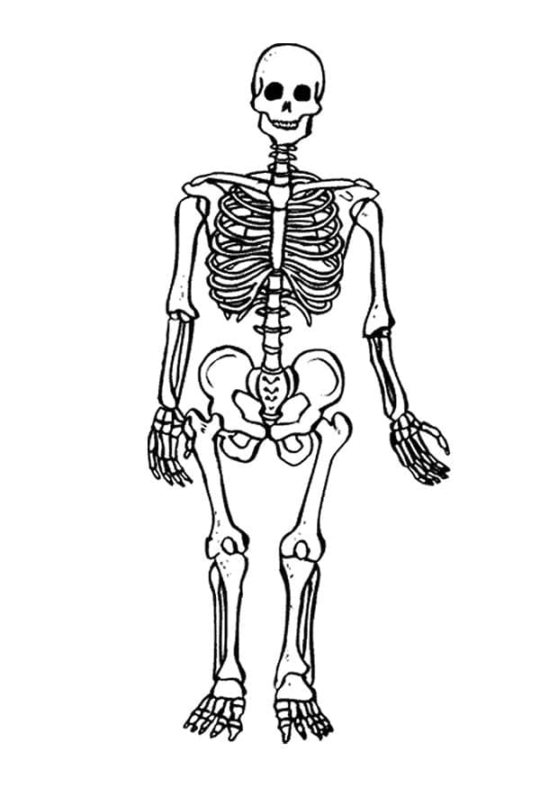 A human skeleton coloring page