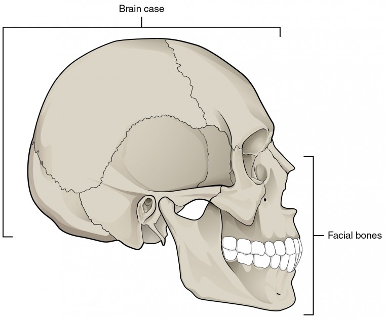 The skull anatomy and physiology i