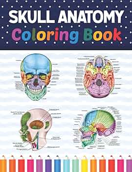 Skull anatomy coloring book human skull and human anatomy learning workbookhuman skull anatomy coloring book kids anatomy coloring book human skull anatomy coloring book for men women human skull anatomy coloring