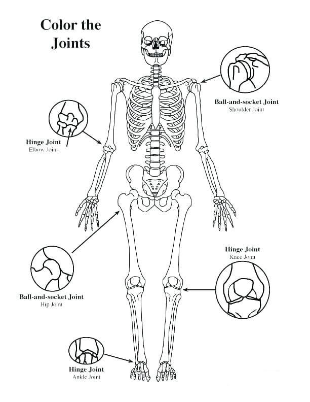 Anatomy coloring pages printable for free download