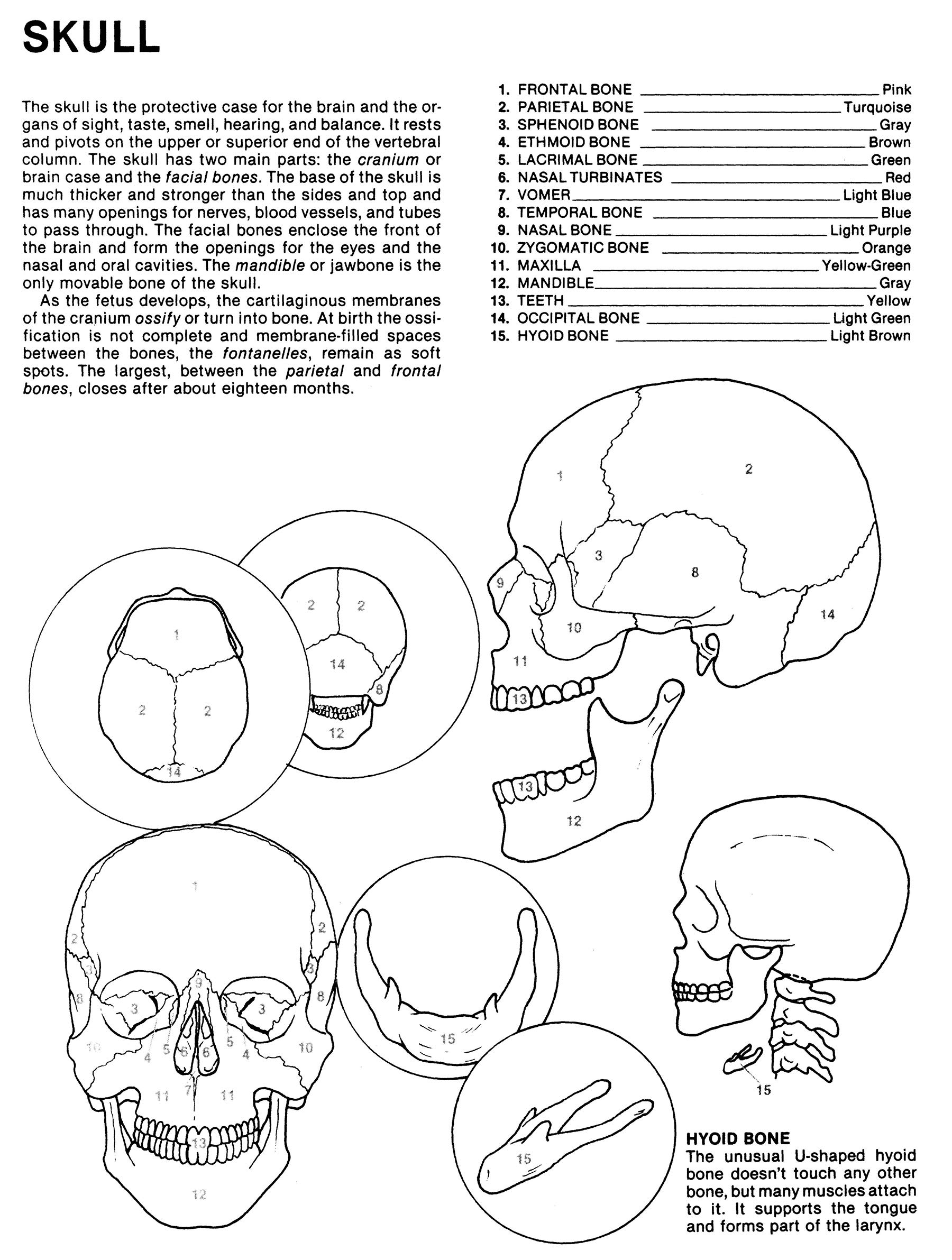 Human anatomy coloring book