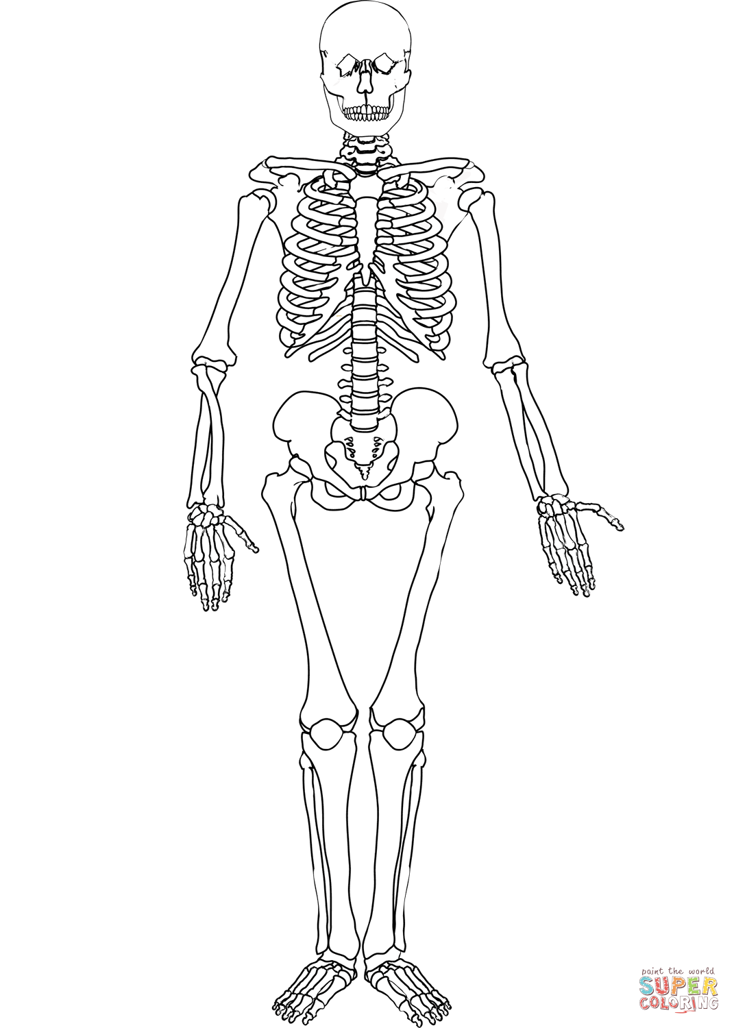 Human skeleton coloring page free printable coloring pages