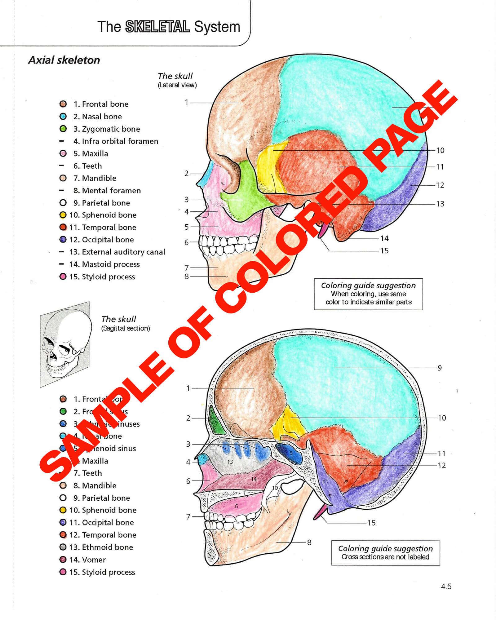 Anatomy physiology coloring book scientific publishing anatomy physiology coloring book anatomy physiology coloring book anatomy physiology coloring book