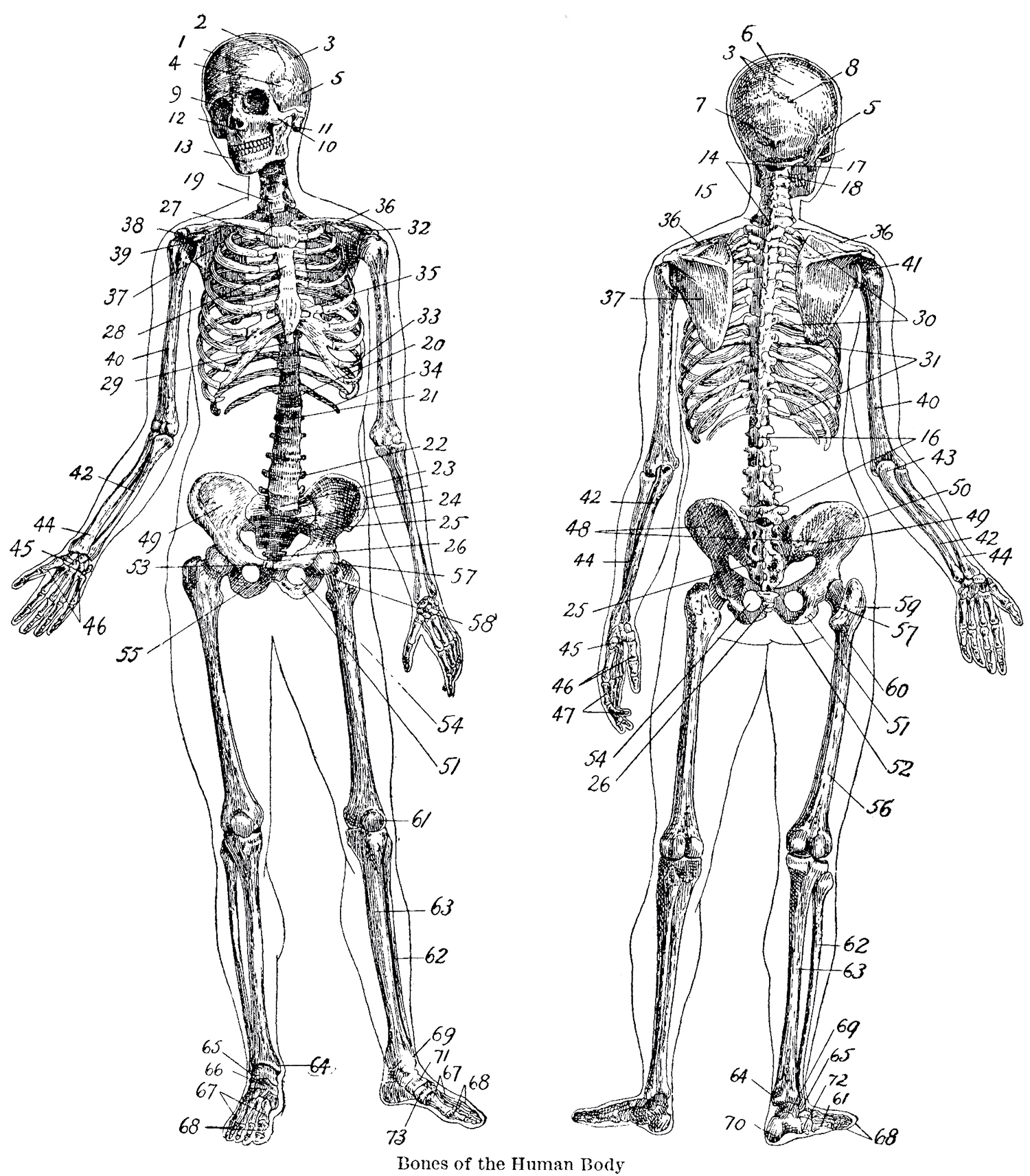 Human skeleton pictures halloween