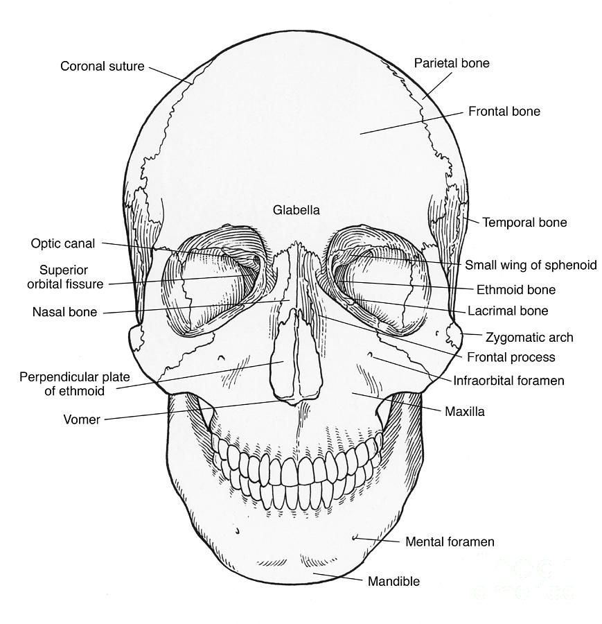 Printable coloring pages skull anatomy skull coloring pages anatomy coloring book