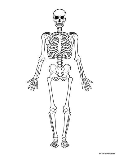 Human skeleton diagram â tims printables