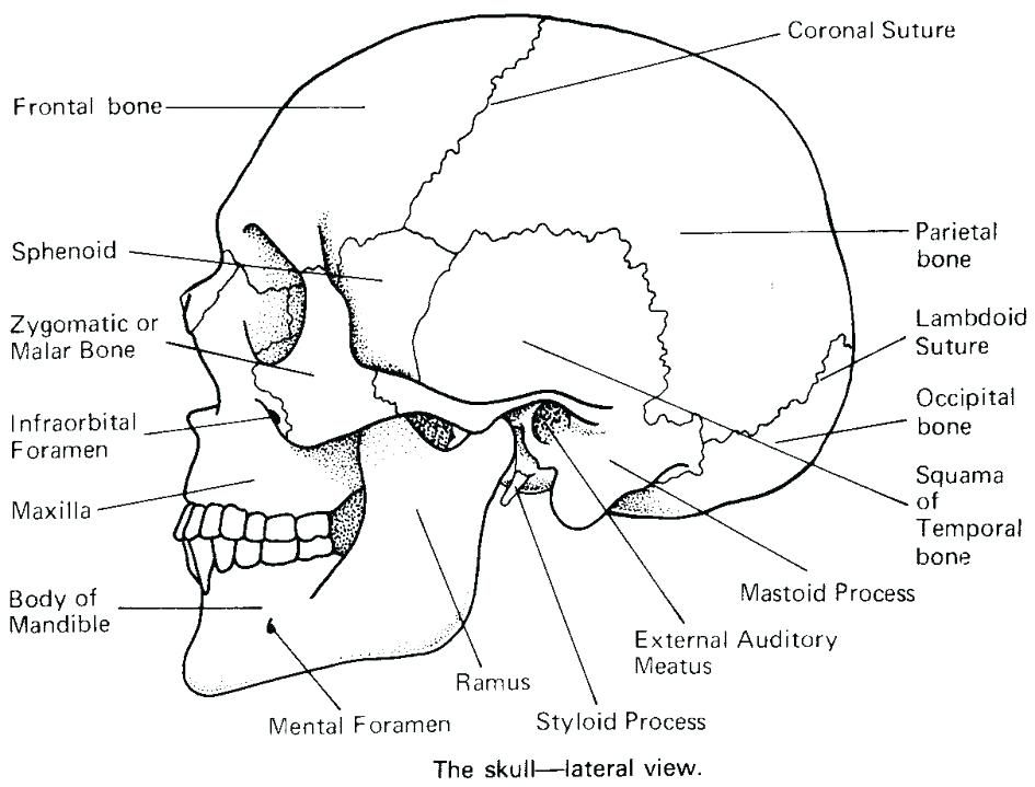 Skull anatomy coloring pages â coloringrocks anatomy coloring book anatomy and physiology skull anatomy