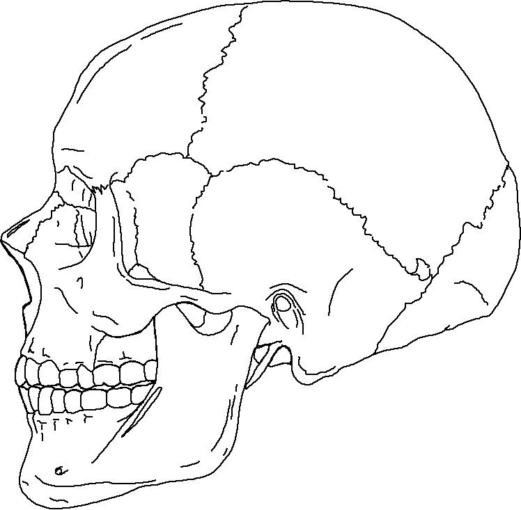 Coloring pages skull anatomy coloring pages