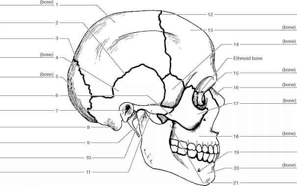 Label skull bones worksheet skull anatomy anatomy bones anatomy coloring book