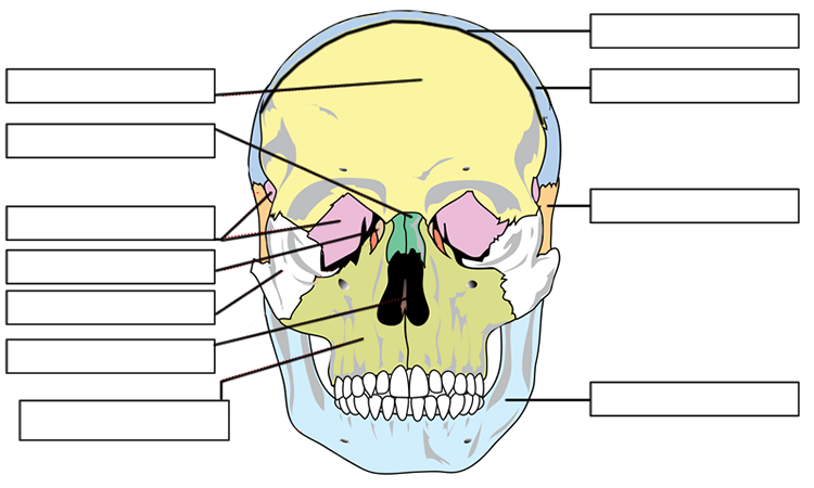Label the bones of the skull