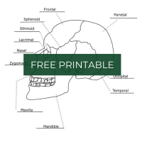 Free worksheet anatomy of the human skull skull coloring page