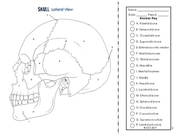 Anatomy skulls tpt