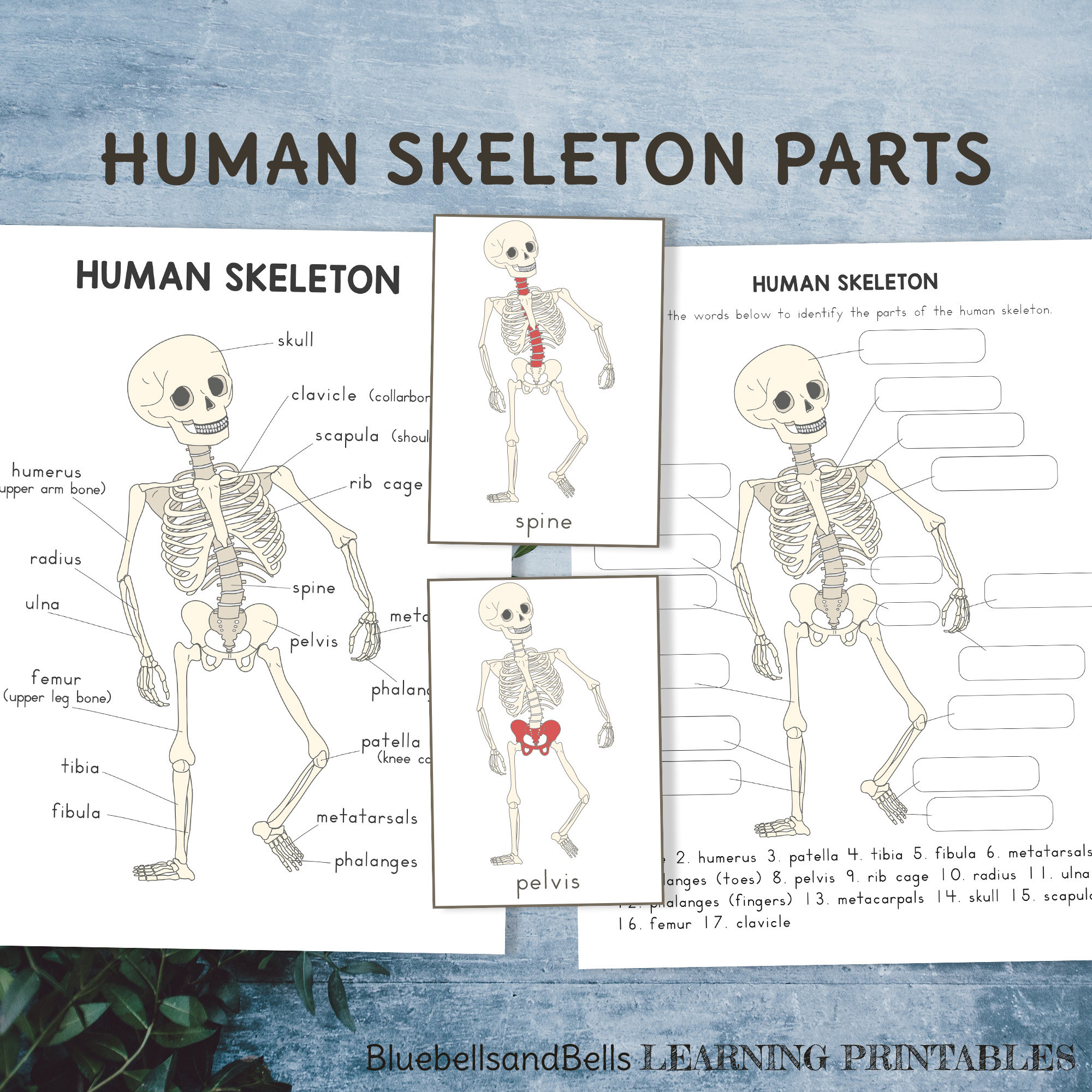 Human skeleton parts cards poster labeling worksheet and coloring page kindergarten and elementary school anatomy printable download now