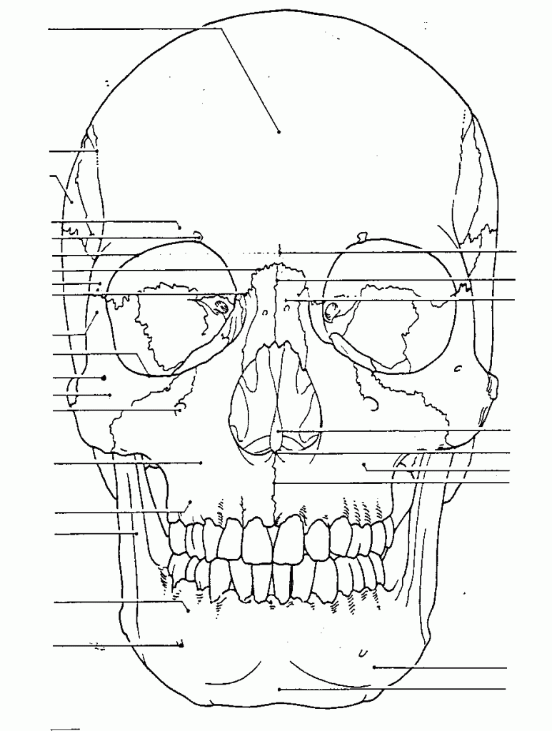 Printable coloring pages skull coloring pages skull anatomy anatomy coloring book