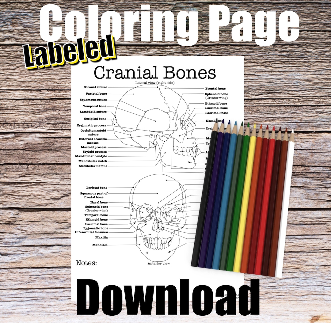 Cranial bones anatomy coloring page labeled digital download skull anatomy diagram anatomy worksheet med student study guide anatomy art