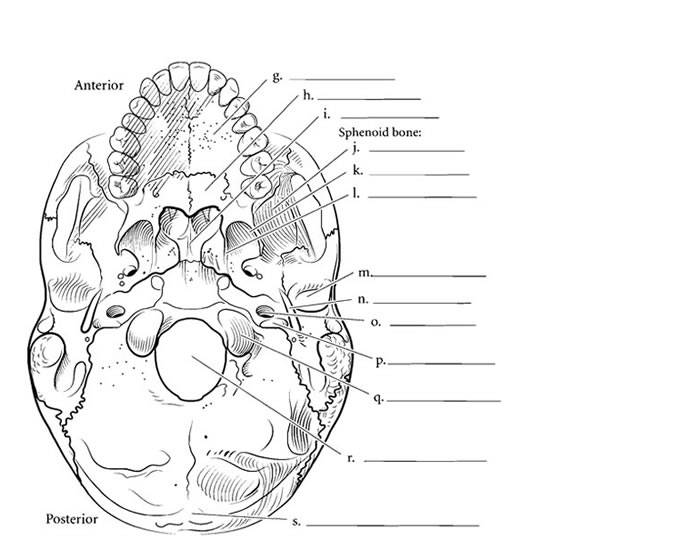 Skull bones bottom quiz