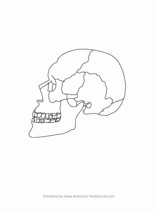 Free worksheet anatomy of the human skull skull coloring page