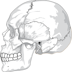 Skeletal system lessons worksheets and activities