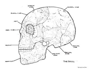 Skull anatomy coloring page by amy grace sloan tpt