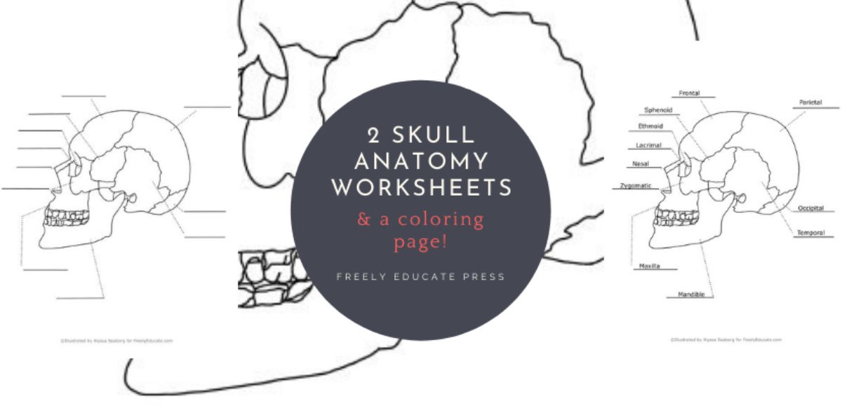 Anatomy of the skull printable worksheets a skull coloring page