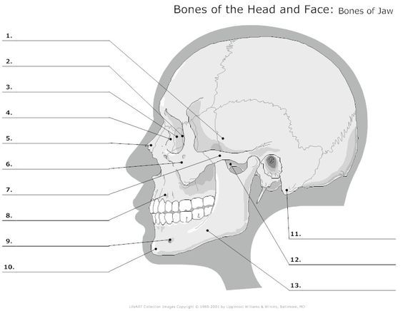 Advanced skull labeling free worksheets