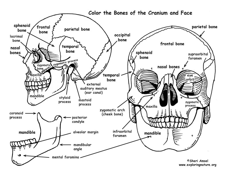 Skull