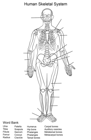 Human skeletal system worksheet coloring page free printable coloring pages