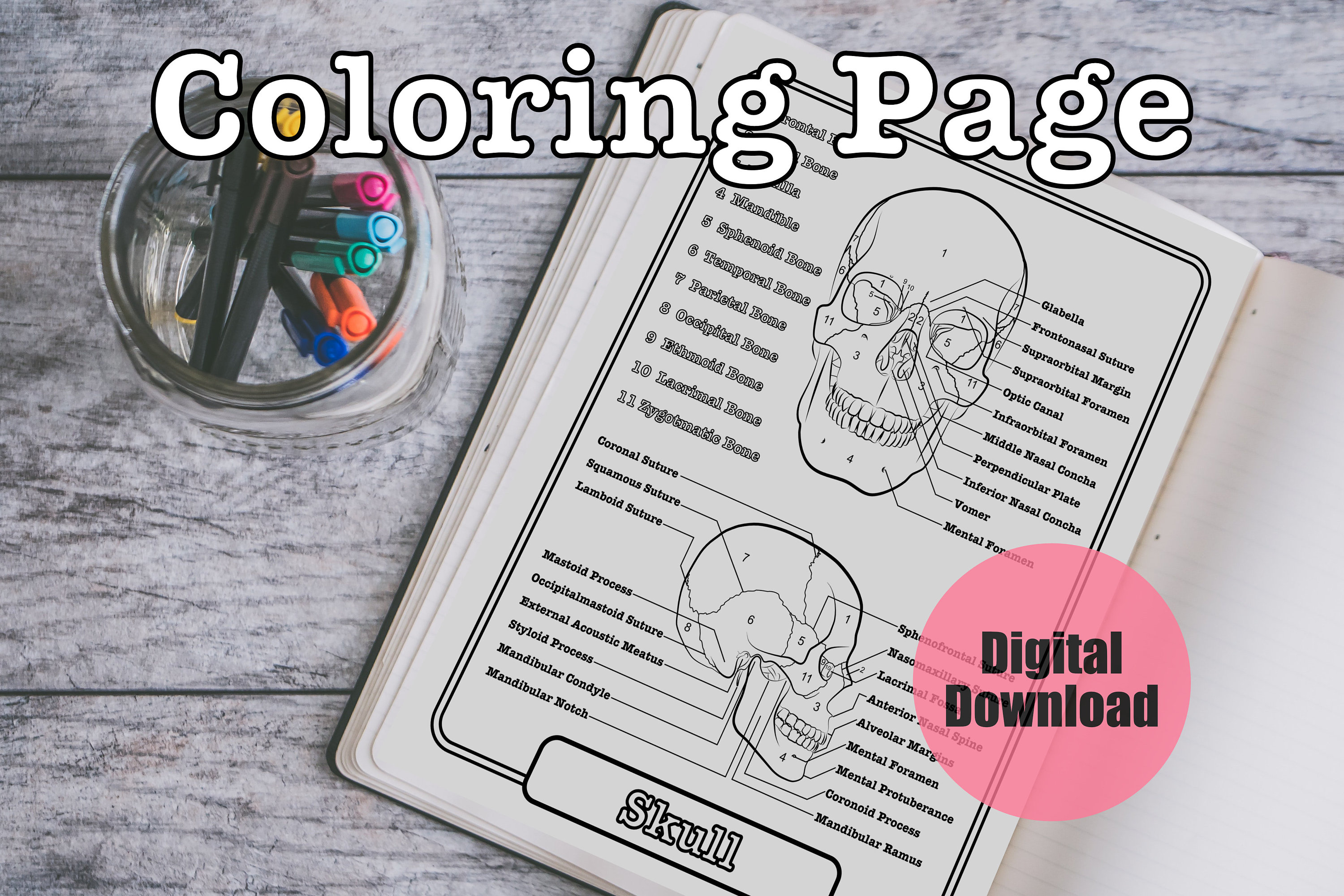 Cranial bones anatomy coloring page skull worksheet bones study guide digital download