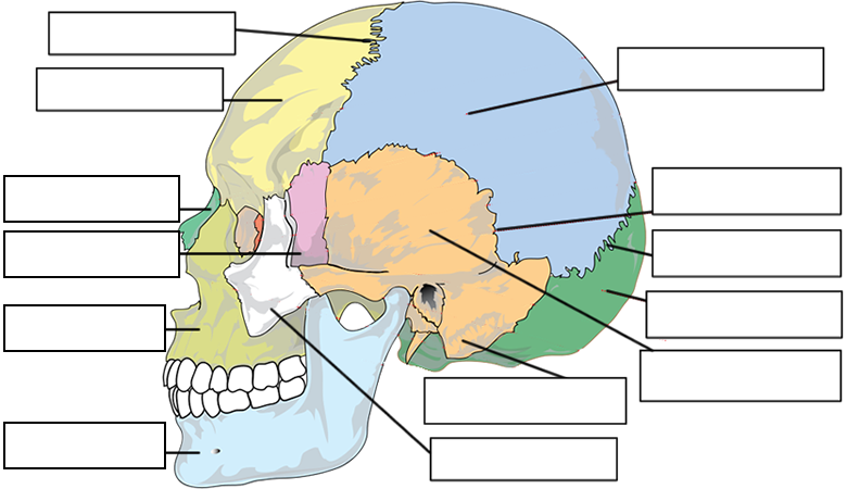 Label the bones of the skull