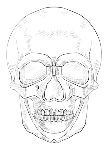 Human skull coloring page free printable coloring pages