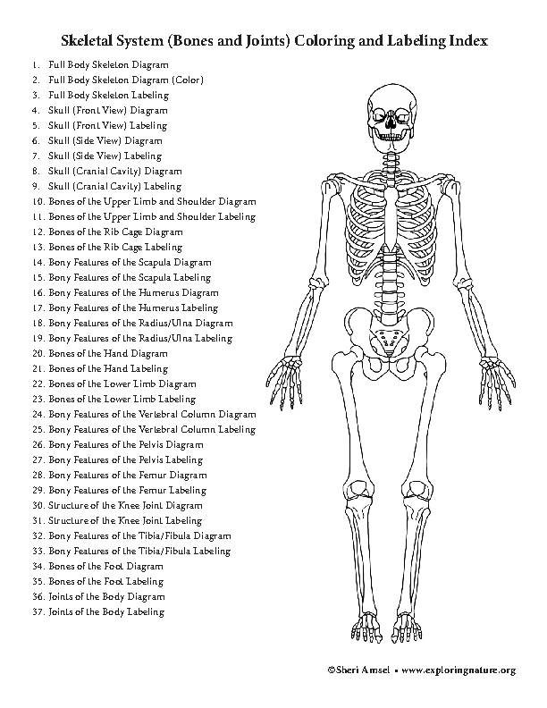 Muscular and skeletal systems