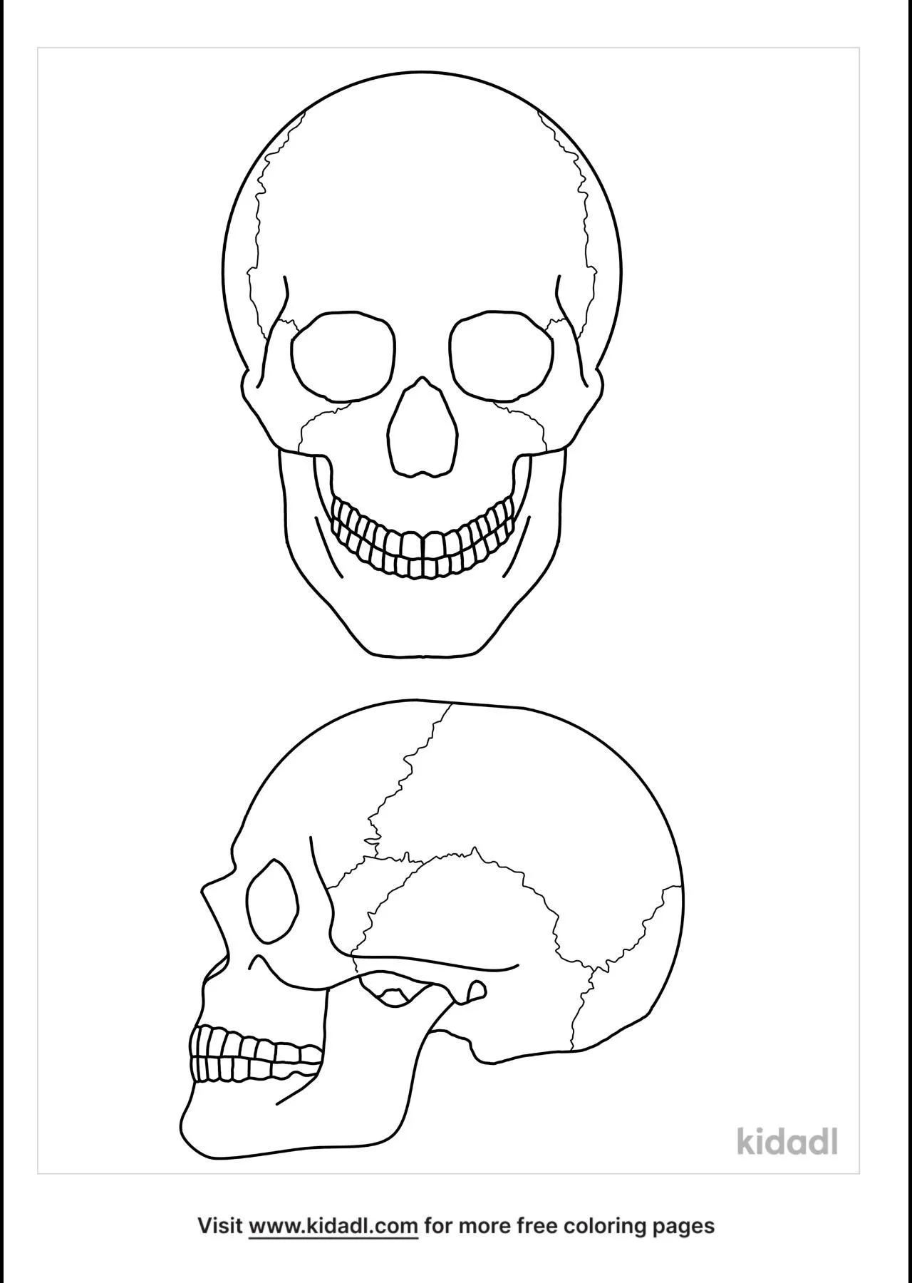 Free skull anatomy coloring page coloring page printables