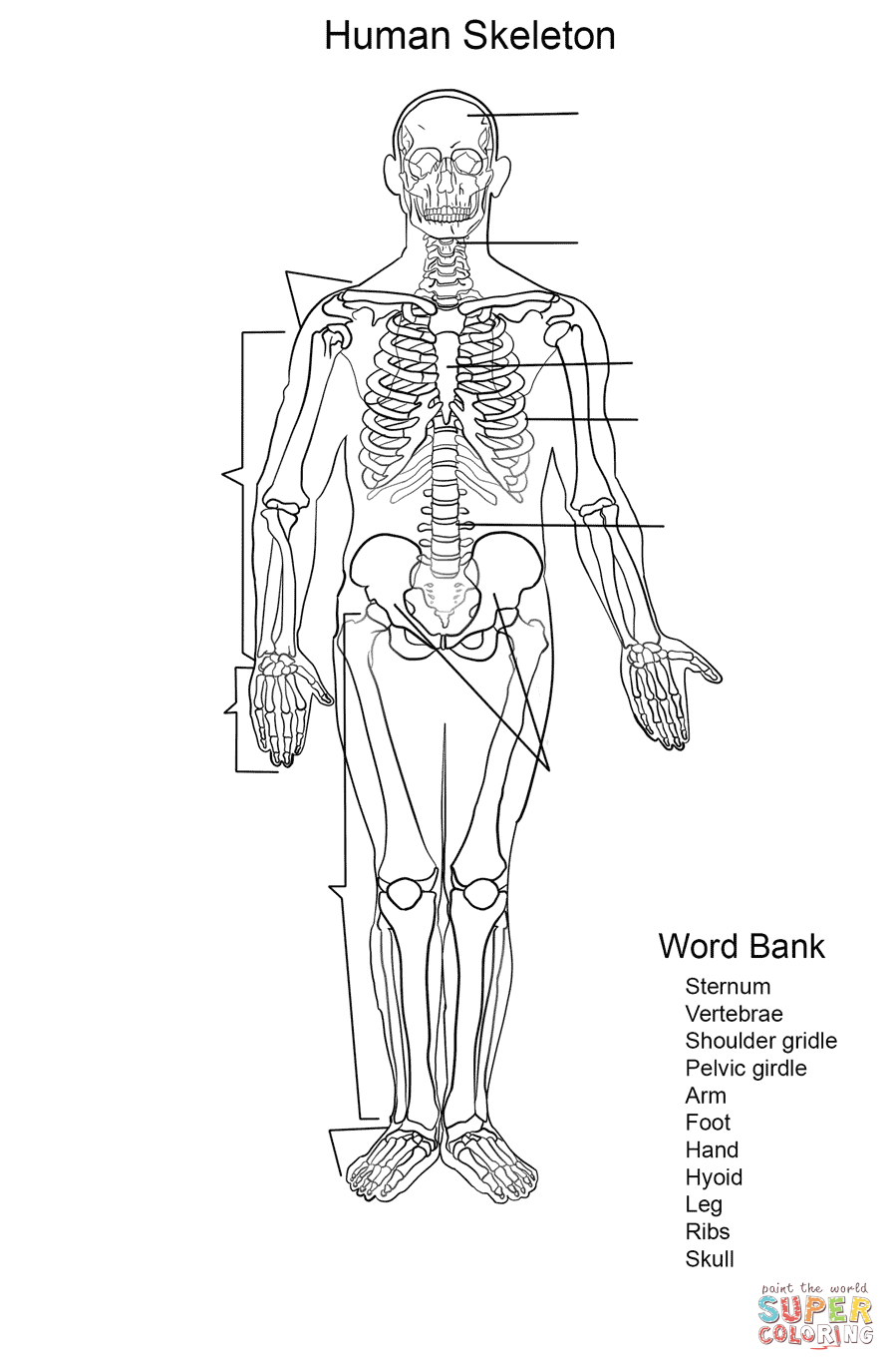 Human skeleton worksheet coloring page free printable coloring pages