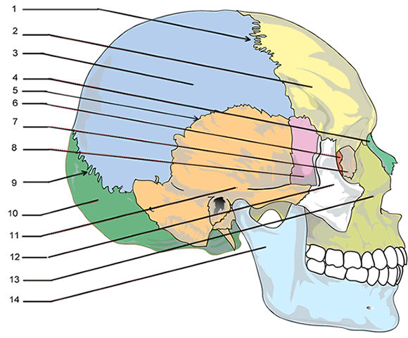 Label the bones of the skull