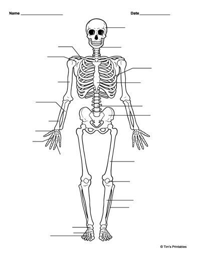 Human skeleton diagram â tims printables